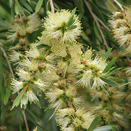 Rince-bouteille jaune / Callistemon sieberi